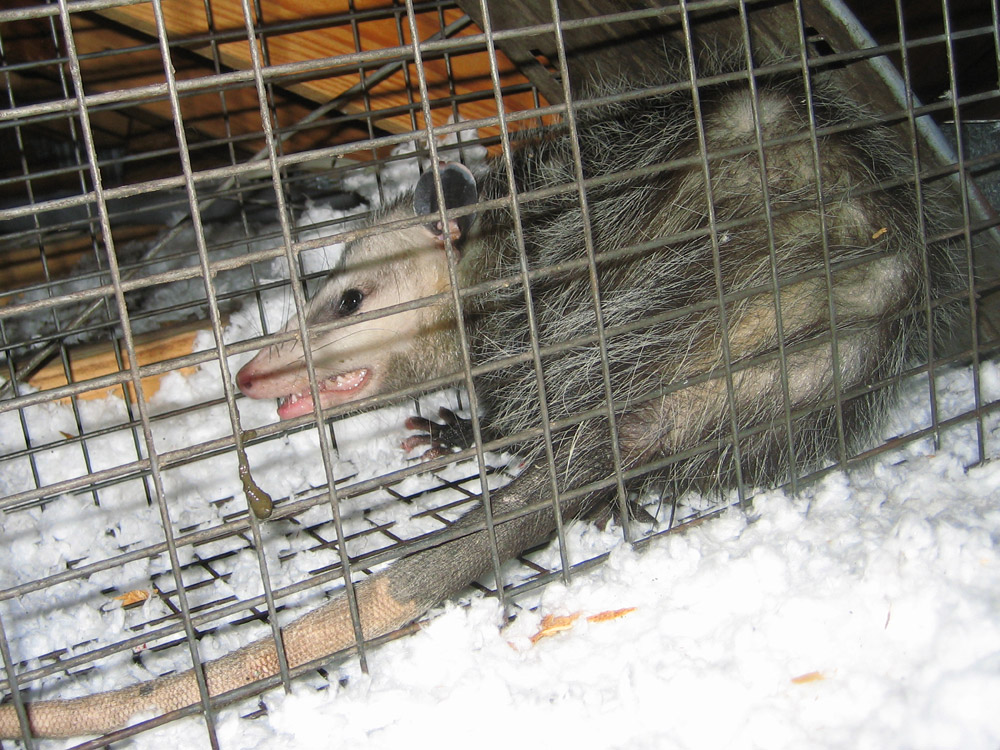 Jacksonville Florida Opossum Trapping Removal and Control